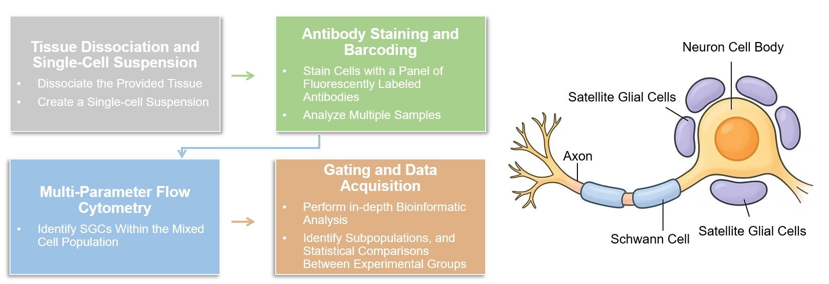 Core steps of satellite glial cell immunophenotyping. (Creative Biolabs Original)