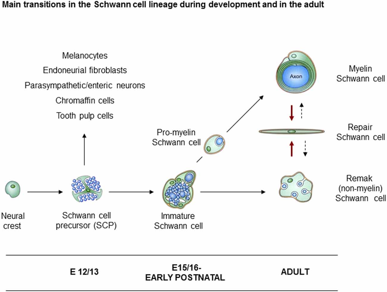 Fig 1. A scheme illustrating key cell types involved in Schwann cell development and in nerve repair. (OA Literature)