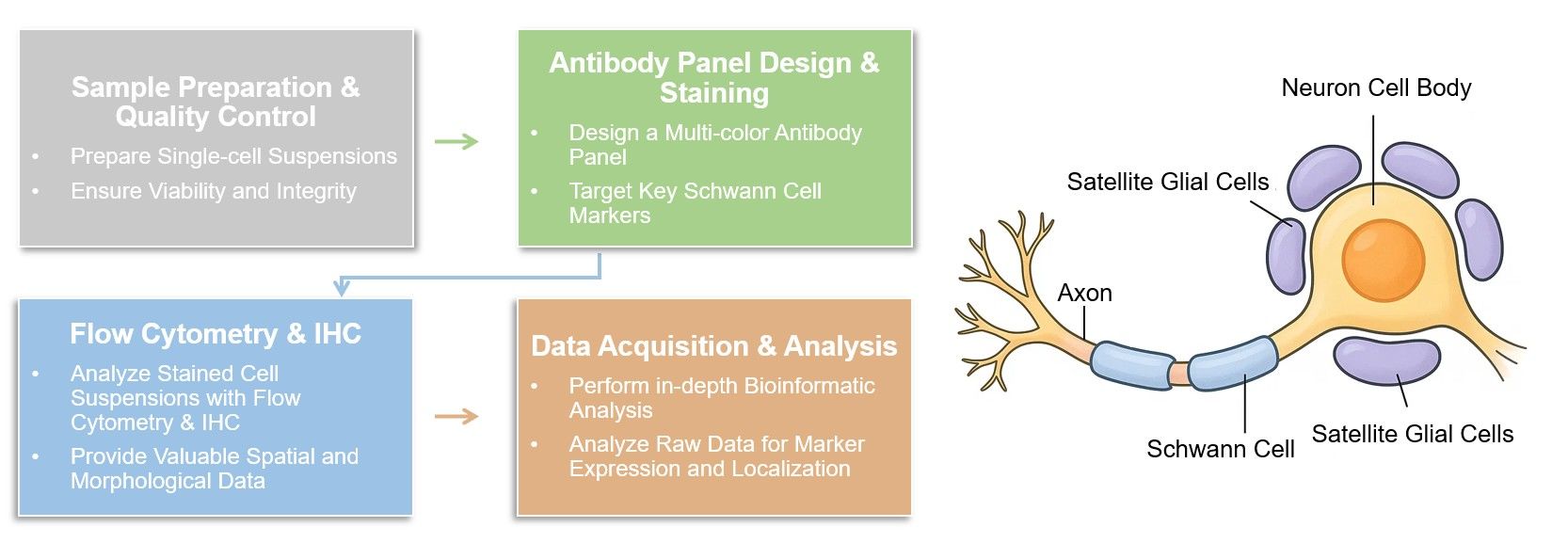 Core steps of Schwann cell immunophenotyping. (Creative Biolabs Original)