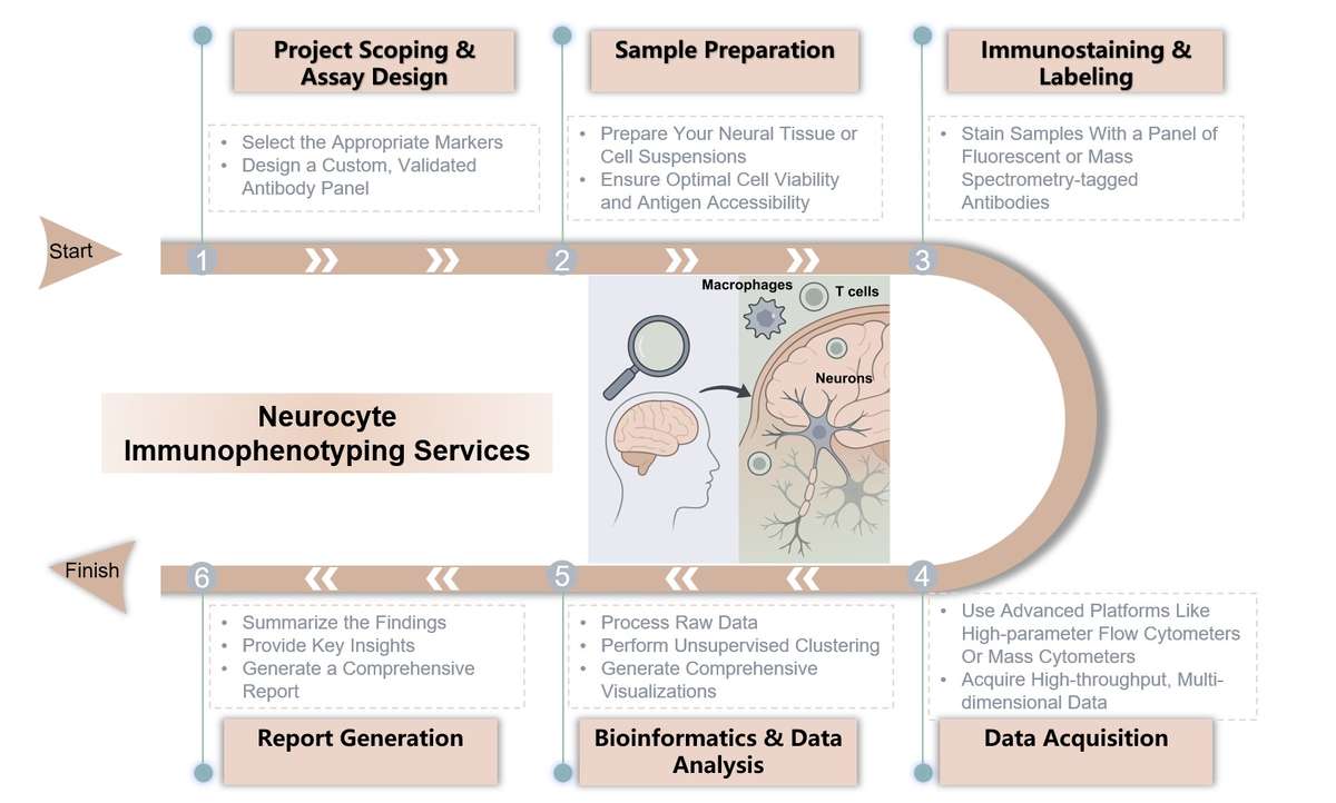 Core steps of neurocyte immunophenotyping. (Creative Biolabs Original)