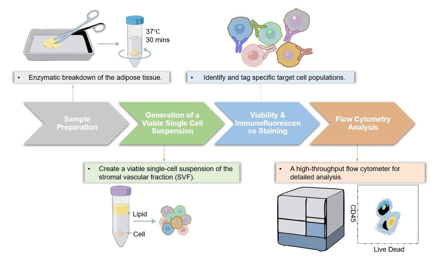 Core steps of adipocytes immunophenotyping. (Creative Biolabs Original)