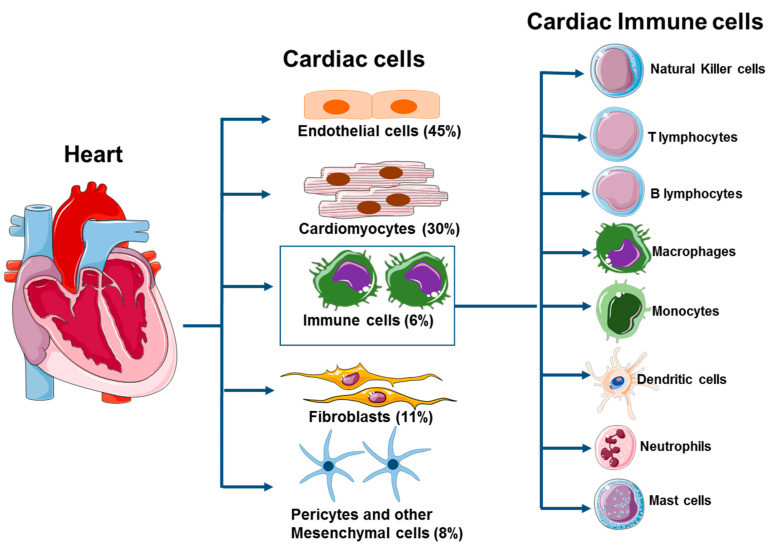 Fig 1. Heart tissue consists of endothelial cells, myocytes, fibroblasts, pericytes, mesenchymal cells, and various types of immune cells. (OA Literature)
