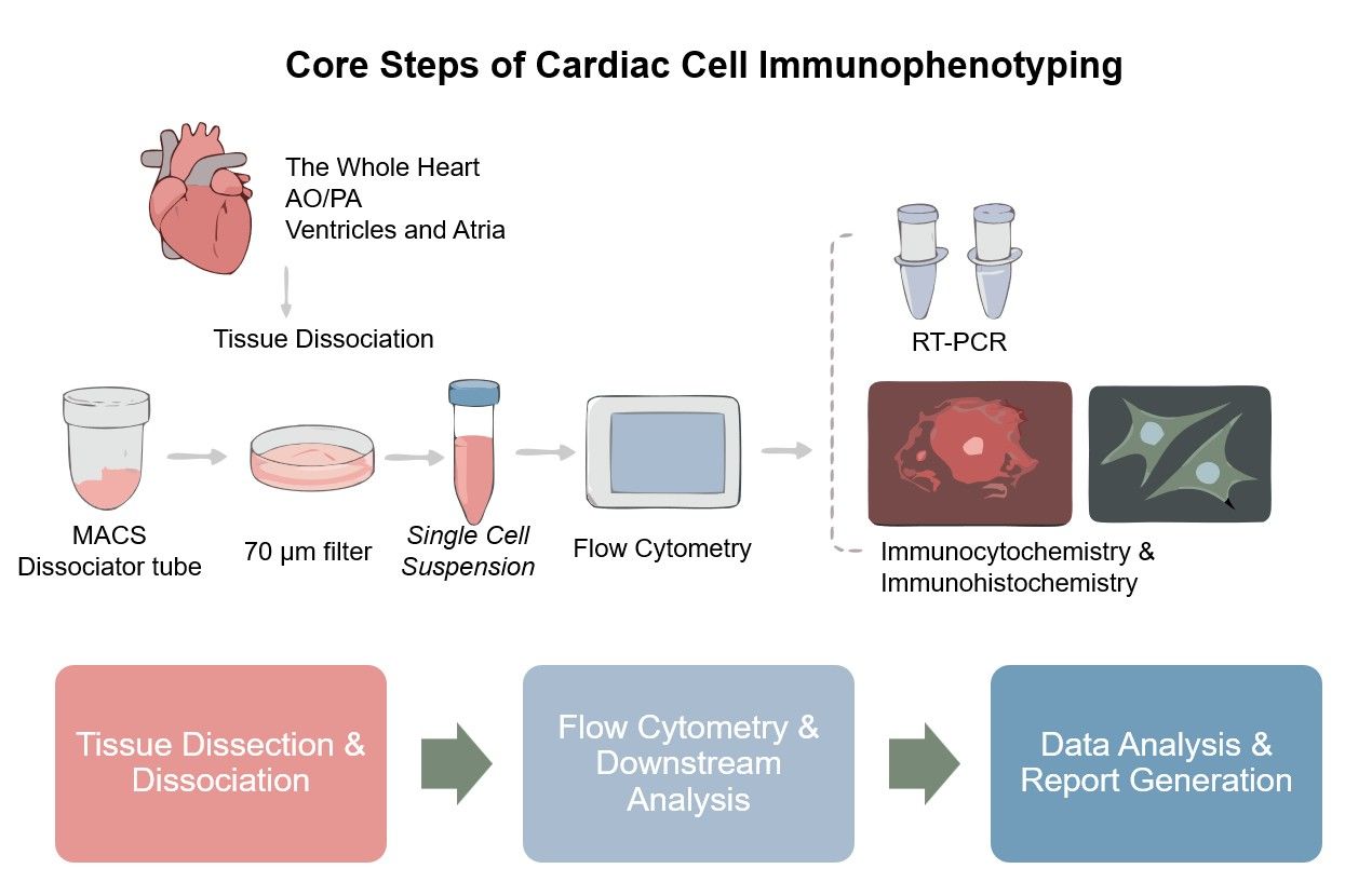 Core steps of cardiac cell immunophenotyping. (Creative Biolabs Original)