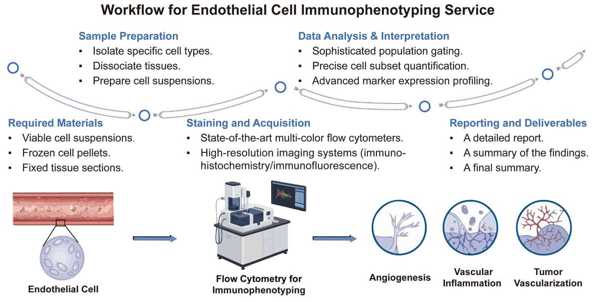 A simple procedure for endothelial cell immunophenotyping service. (Creative Biolabs Original)