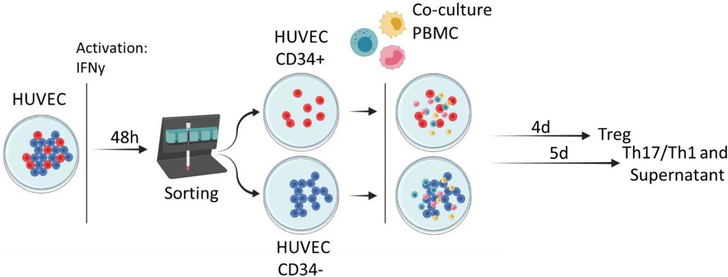 Fig.1 Protocol for HUVEC-PBMC co-culture system. (OA Literature)