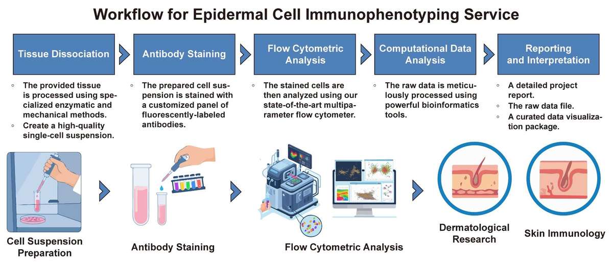A simple procedure for epidermal cell immunophenotyping service. (Creative Biolabs Original)