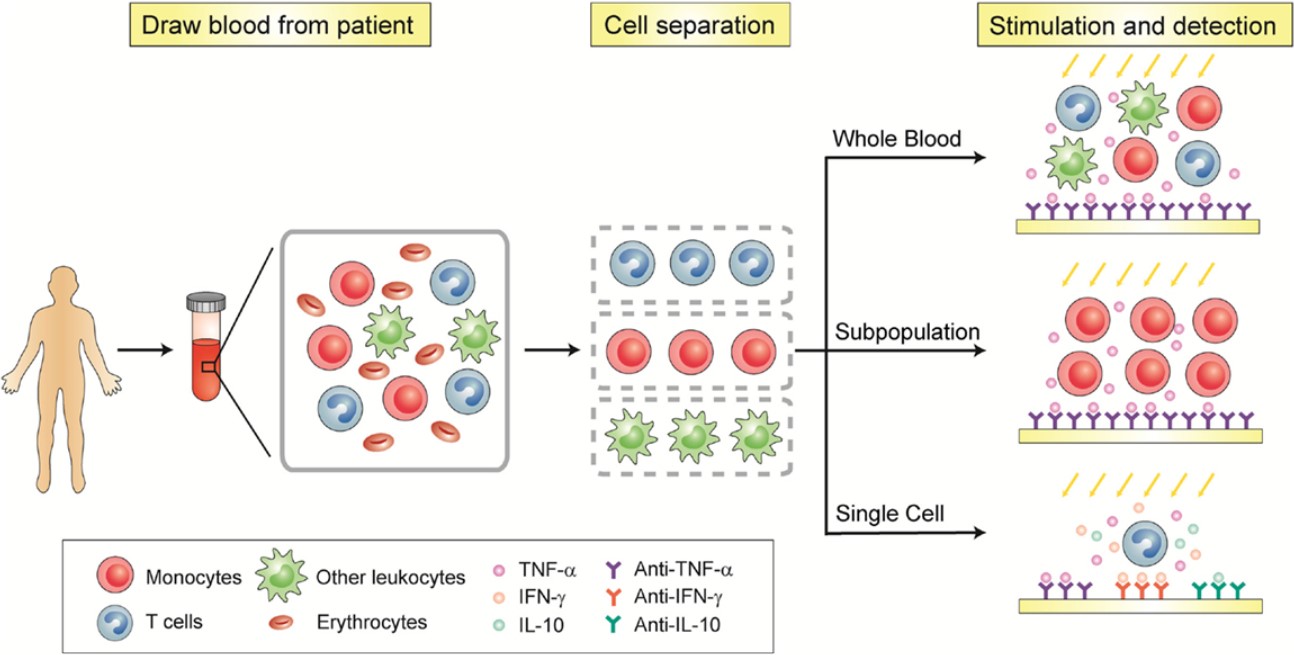 Fig.1 Immune cells Immunophenotyping. (OA Literature)