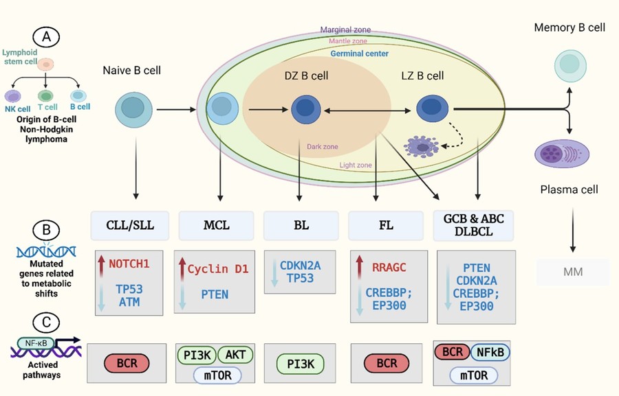 Fig.1 Altered gene expression and mutations associated with key metabolic pathways found in B-NHL subtypes. (OA Literature)