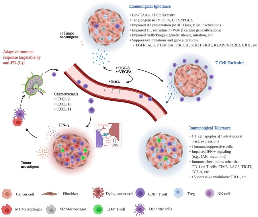 Fig.1 Characteristics of different types of TIME related to NSCLC's response to ICI. (OA Literature)