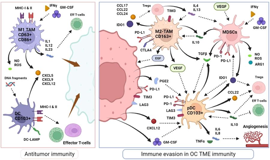 Fig.1 Myeloid cell immune response in OC microenvironment. (OA Literature)