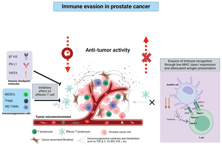 Fig.1 Immunosuppressive tumor microenvironment (TME) of prostate cancer. (OA Literature)