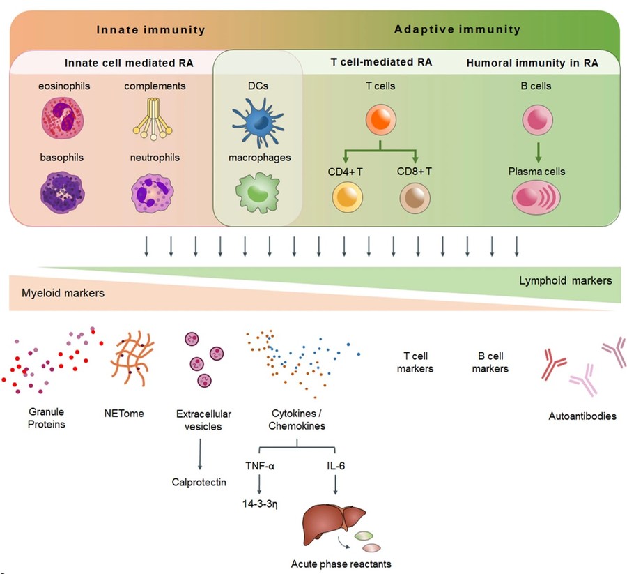 Fig.1 The immunopathology contributes to differences in serum proteome and the choice of treatments. (OA Literature)