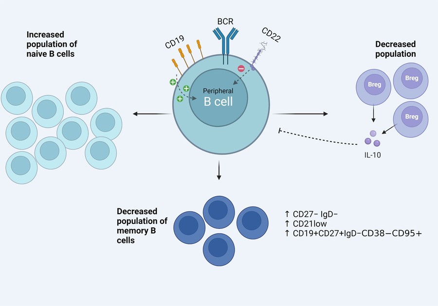 Fig.1 Aspects of the activated B cell phenotype in the peripheral blood of patients with SSc. (OA Literature)