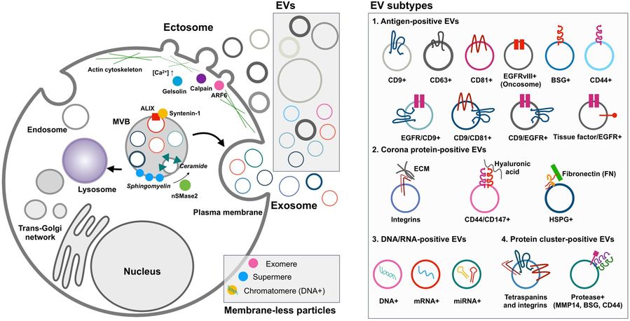 Fig.1 EV biogenesis and heterogeneity. (OA Literature)