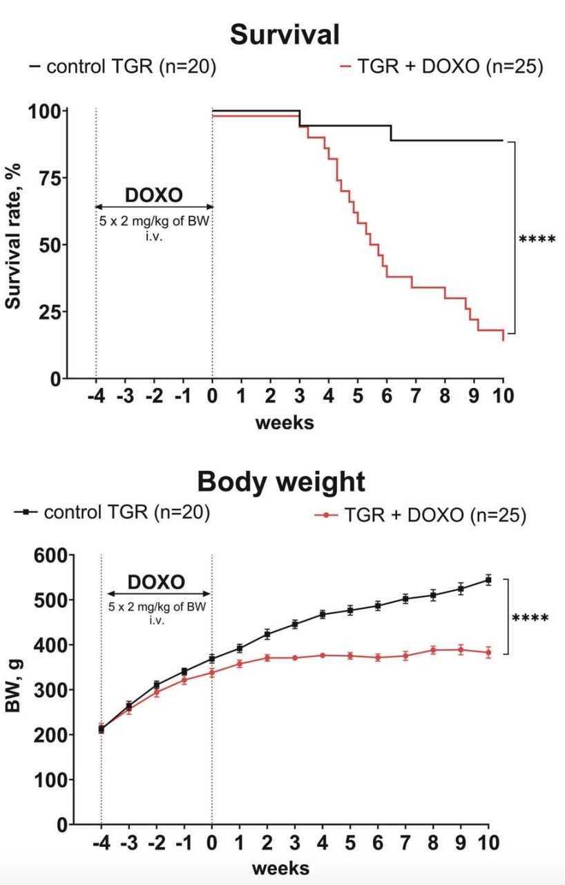Survival and Body Weight Changes in Ren-2 Drug-treated Transgenic Hypertensive Rats (TGR) Group and the Control TGR (Placebo-treated) Group.
