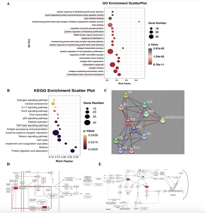 RNA Sequencing Analysis of Signaling Pathways Associated with Myocardial Fibrosis and Differentially Expression.