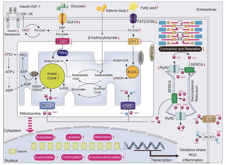 Metabolic Substates Utilization and Excitation-contraction Coupling in the Aged Heart.
