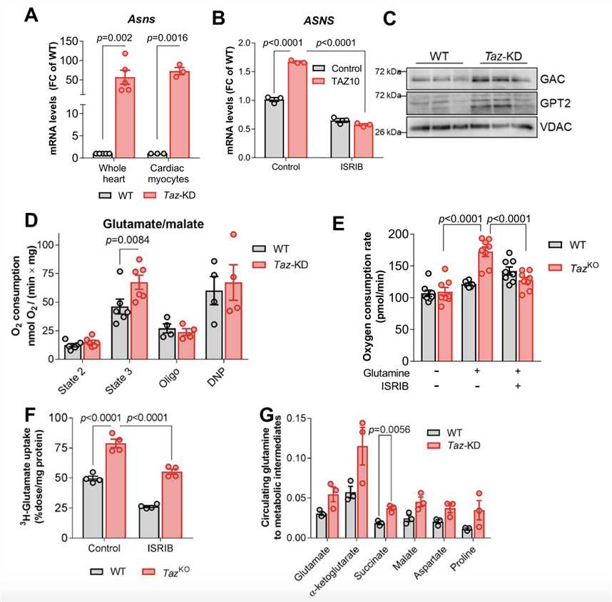 Rewiring of Glutamate Metabolism in Taz-KD Hearts.
