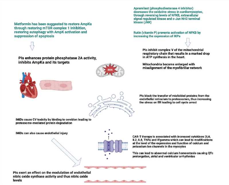 Suggested Underlying Mechanism of Cardiac Toxicity with Different Anti-myeloma Treatment Agents and Few of the Suggested Preventive/Treatment Medications.