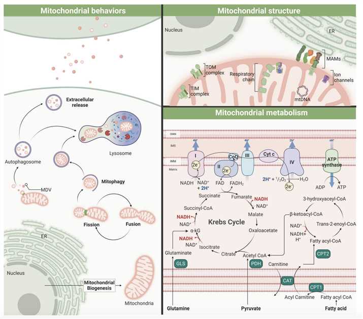 Schematic Overview of Mitochondrial Activities.