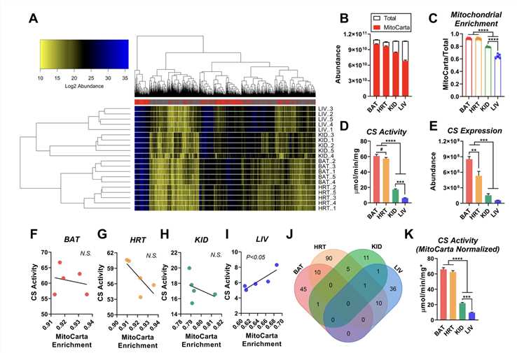 Quantification of Percent Mitochondrial Enrichment Using Subcellular Proteomics.