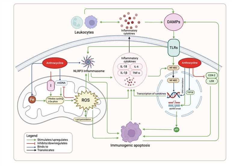 Mechanisms of Anthracycline-Induced Inflammation.