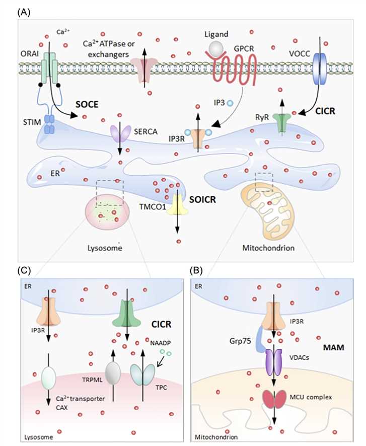 A Graphic Summary of Calcium Homeostasis Achievement.