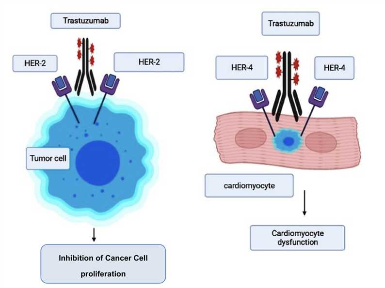 Mode of Action of an Anticancer Drug and Its Cardiotoxicity Induction.