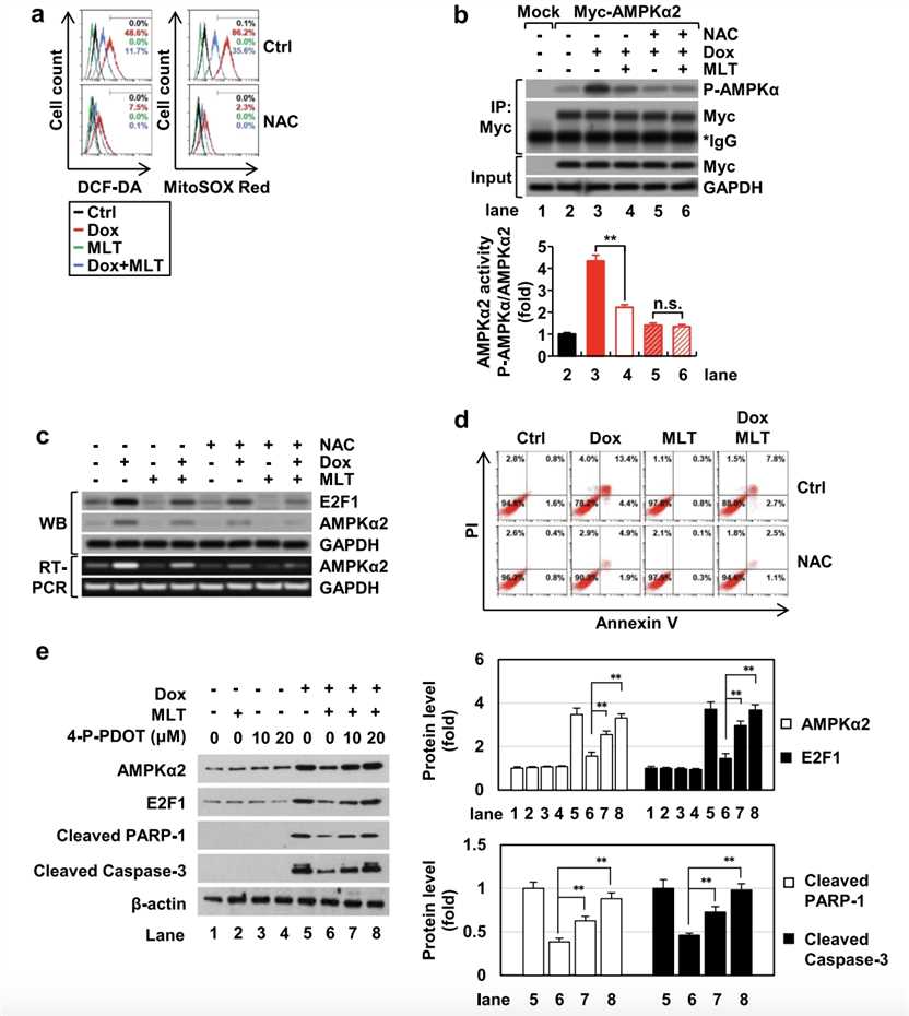 Role of ROS in the Induction of AMPKα2 in the Context of Anticancer Drug Treatment.