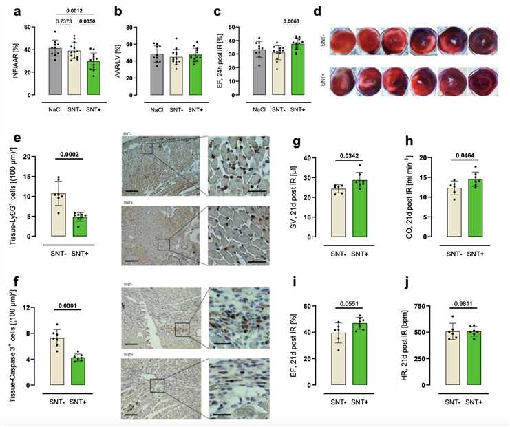 Supernatant of Activated Platelets Reduces Infarct Size and Improves Cardiac Outcome After Myocardial Infarction.