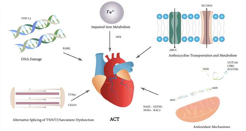 Summary of Key Affected Genes with Variants Identified to be Associated With Anthracycline-related Cardiotoxicity Based on the Proposed Mechanisms of Actions.