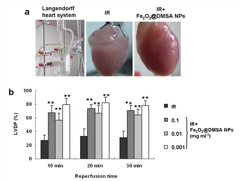 DMSA NPs Have a Cardioprotective Activity in Guinea Pig Langendorff Heart Following 30 Min of Ischemia and 30 Min of Reperfusion (IR).