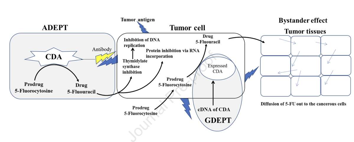 Schematic Representation of Antibody-directed Enzyme Prodrug Therapy (ADEPT) and Gene-Directed Enzyme Prodrug Therapy (GDEPT).