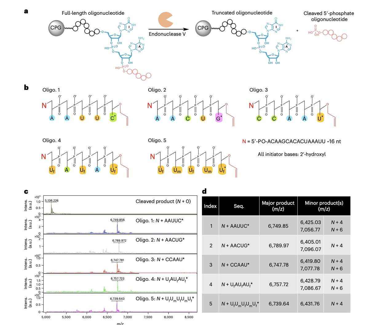 Overview and Demonstration of a Solid Support System for Controlled Enzymatic RNA Oligonucleotide Synthesis.