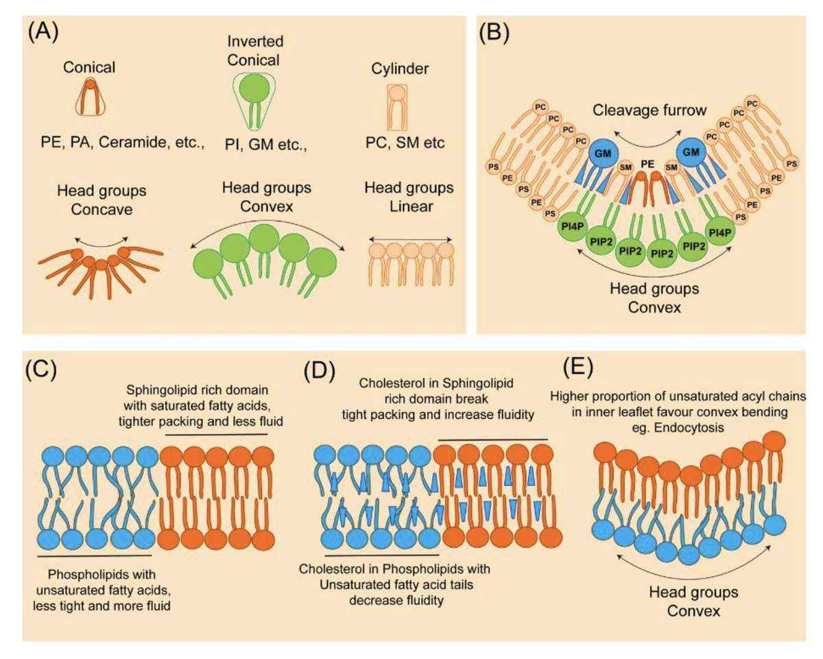 Chemical and Physical Properties of Lipids and Their Influence on Membrane Curvature During Cytokinesis.