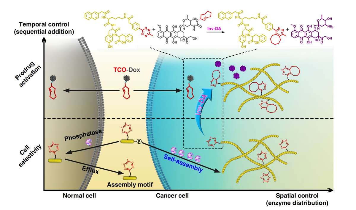 Synergistic Enzymatic and Bioorthogonal Reaction for Prodrug Activation in Cancer Cells.