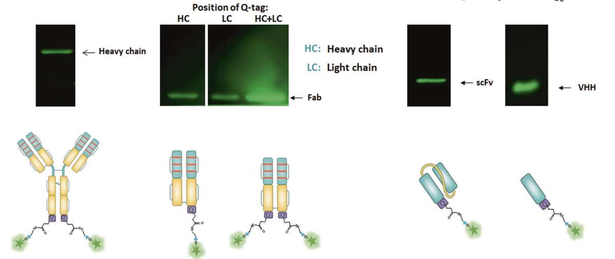 Site-specific Antibody Drug Conjugation.