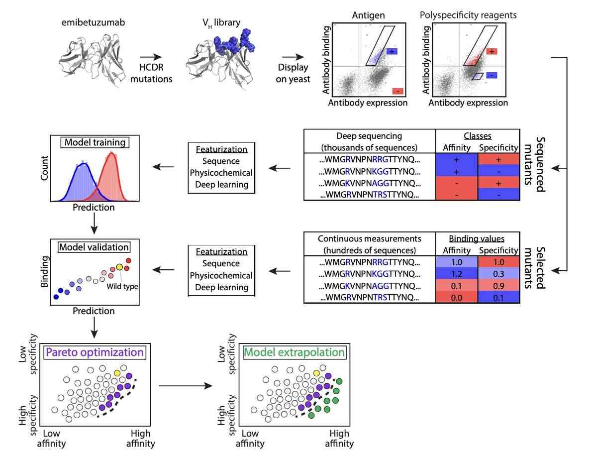 Overview of Co-optimize the Affinity and Specificity of Therapeutic Antibody Methods.