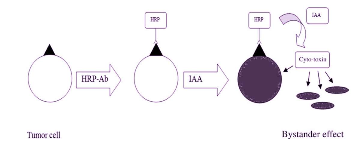 Scheme of Antibody Directed Enzyme Prodrug Therapy (ADEPT) with Indole-3-acetic Acid (IAA)/ Horseradish Peroxidase (HRP).