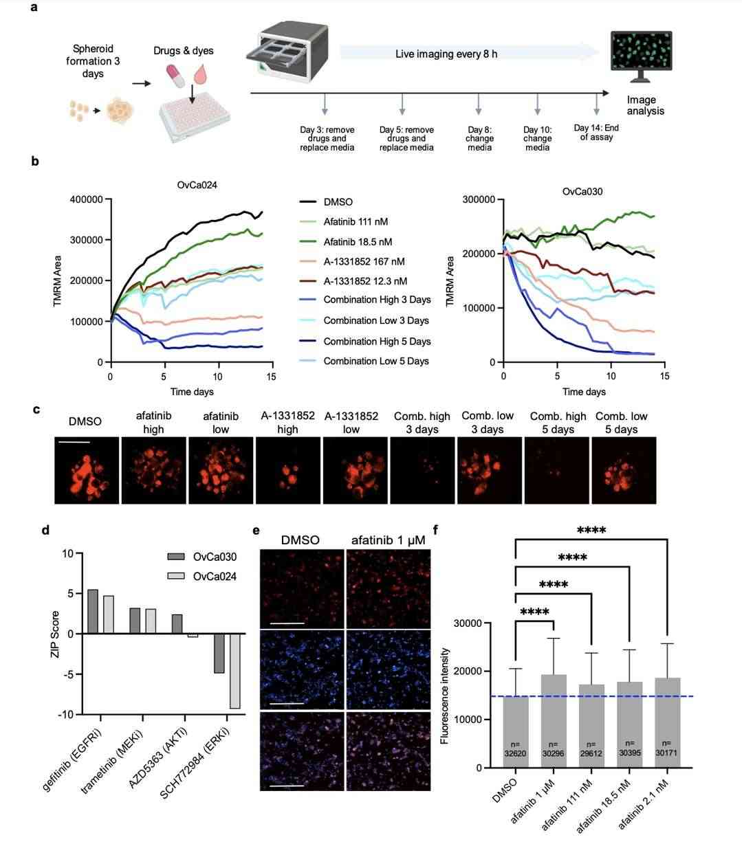 Schematic Overview of The 3D Cultures Platform Assay.