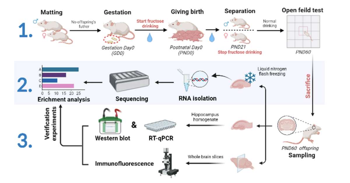 Animal Model Construction and Experiment Pipeline.
