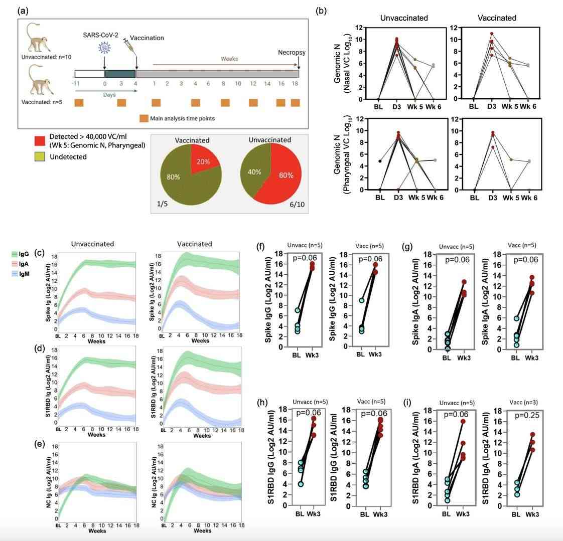 SARS-CoV-2 Infection Analysis in Monkey Models.