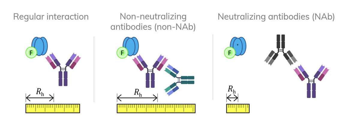 Schematics Showing ADA Classification as Function of Apparent Hydrodynamic Radius (Rh) of Antibody Drugs.