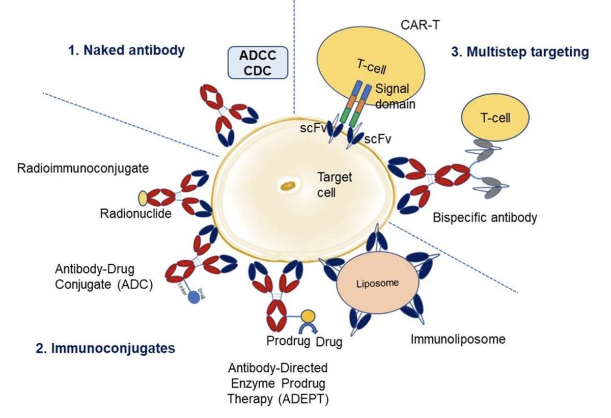 Overview of Monoclonal Antibody Therapies.