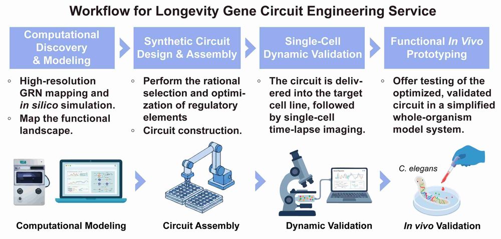A simple procedure for longevity gene circuit engineering service. (Creative Biolabs Original)