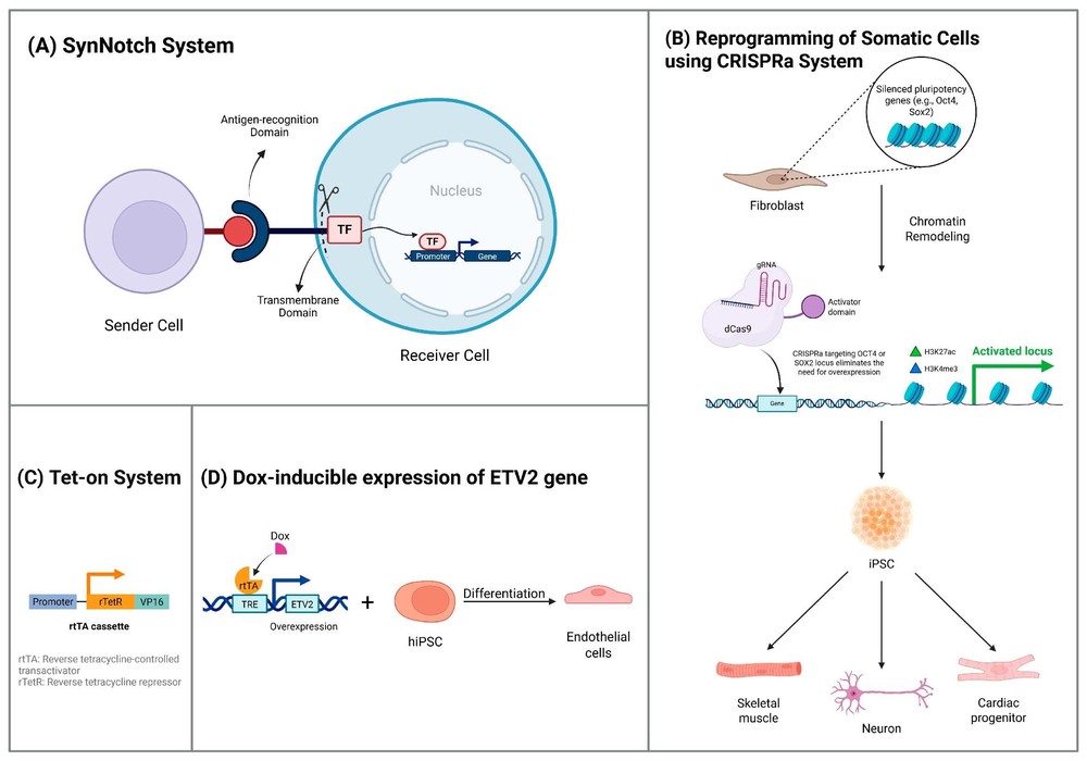 Fig.1 Programming stem cells with synthetic genetic circuits. (OA Literature)