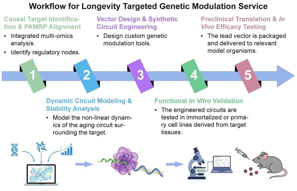 A simple procedure for longevity targeted genetic modulation service. (Creative Biolabs Original)