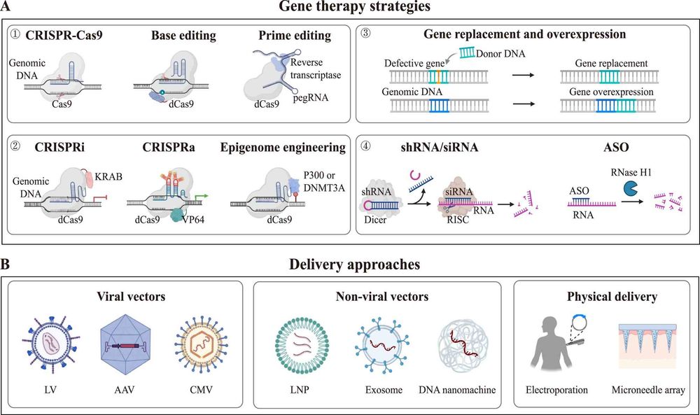 Fig.1 Strategies and delivery in gene therapy. (OA Literature)