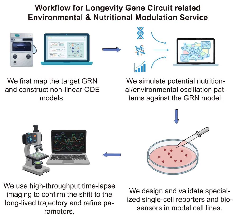 A simple procedure for longevity gene circuit related environmental & nutritional modulation service. (Creative Biolabs Original)