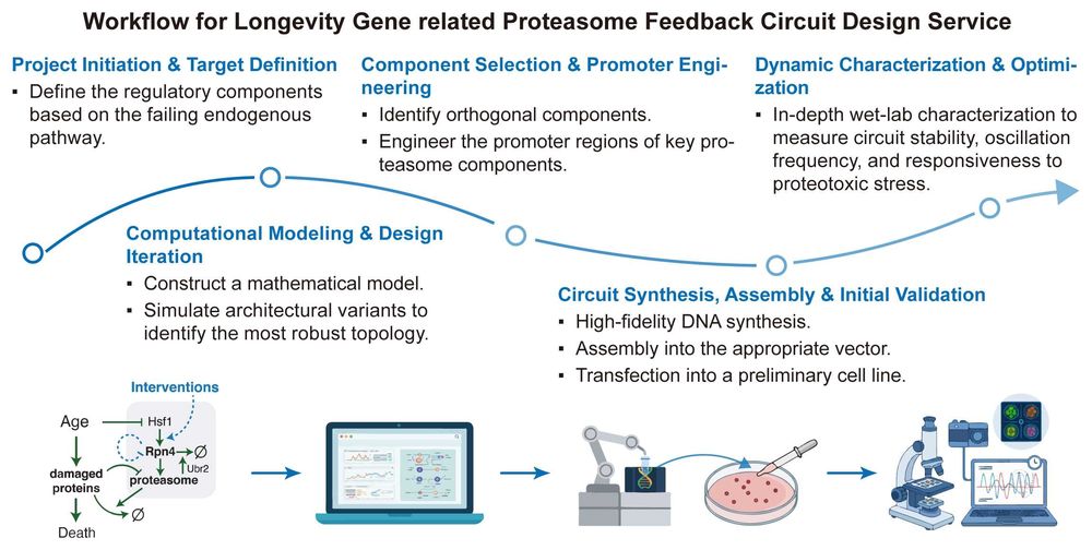 A simple procedure for longevity gene related proteasome feedback circuit design service. (Creative Biolabs Original)